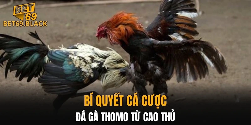 Cách Chơi Bài Uno – Hướng Dẫn Chiến Thuật và Mẹo Thắng 7 Bí quyết cá cược đá gà Thomo từ cao thủ