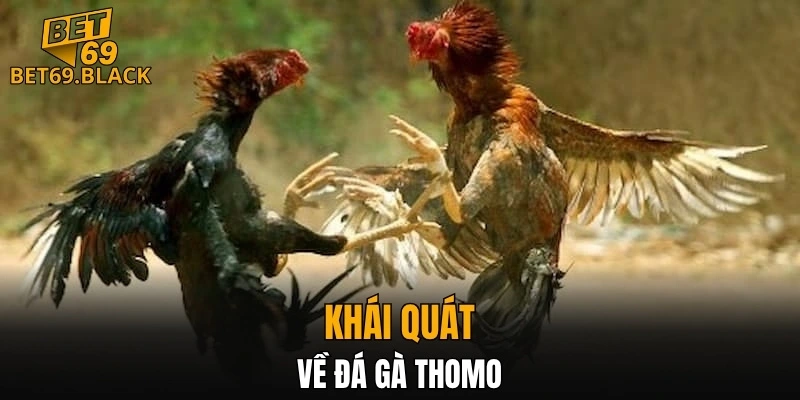 Cách Chơi Bài Uno – Hướng Dẫn Chiến Thuật và Mẹo Thắng 5 Khái quát về đá gà Thomo
