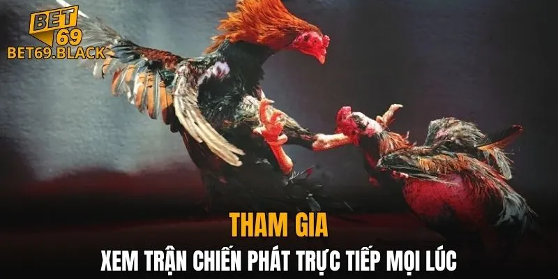 Đá Gà BET69 5 Tham gia xem trận chiến phát trực tiếp mọi lúc